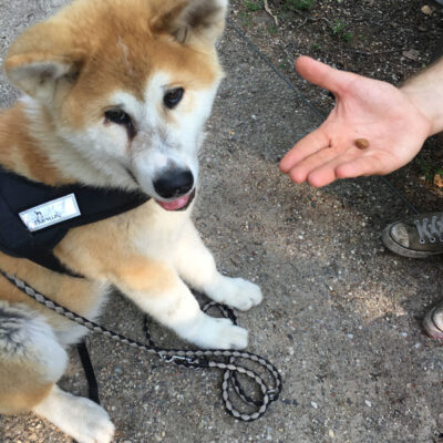 Hundetrainer Stefan Thal - "Fudo" - 4