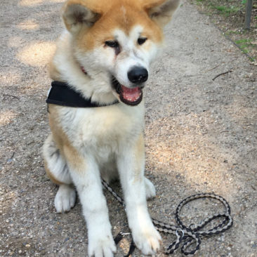 Hundetrainer Stefan Thal - "Fudo" - 2