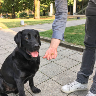 Hundetrainer Stefan Thal - "Fritz" - 3