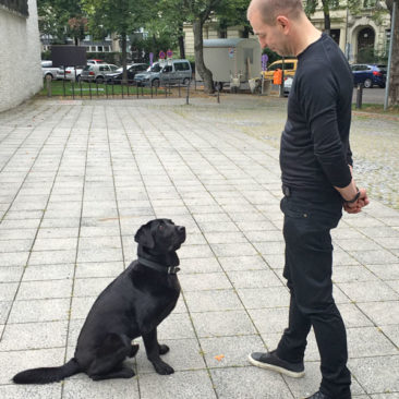 Hundetrainer Stefan Thal - "Fritz" - 2