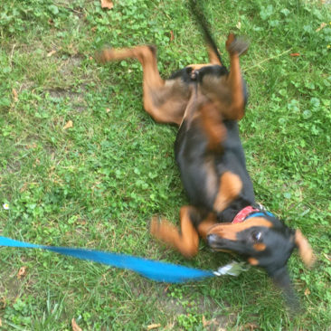Hundetrainer Stefan Thal - "Lucy" - 3