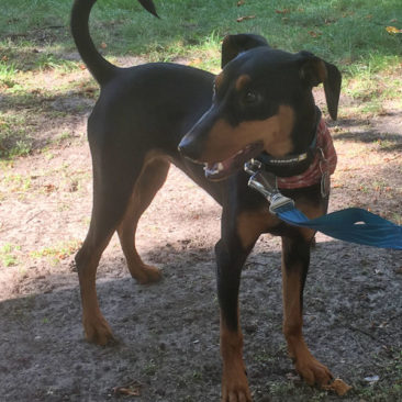 Hundetrainer Stefan Thal - "Lucy" - 4