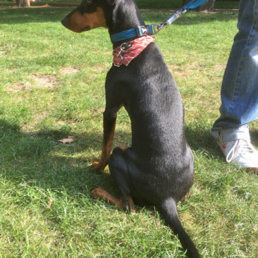 Hundetrainer Stefan Thal - "Lucy" - 5