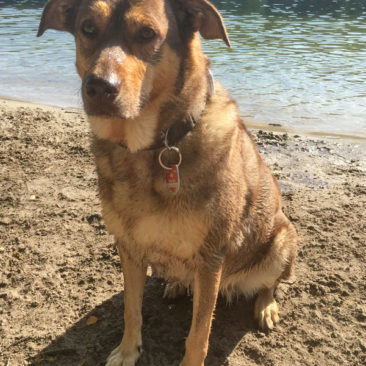 Hundetrainer Stefan Thal - "Ronja" - 4