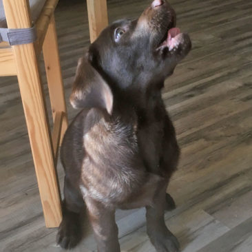 Hundetrainer Stefan Thal - "Bruno" - 2