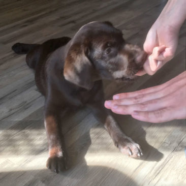 Hundetrainer Stefan Thal - "Bruno" - 4