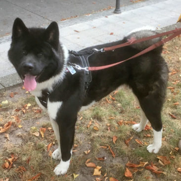 Hundetrainer Stefan Thal - "Pizarro" - 6