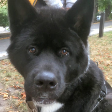 Hundetrainer Stefan Thal - "Pizarro" - 3