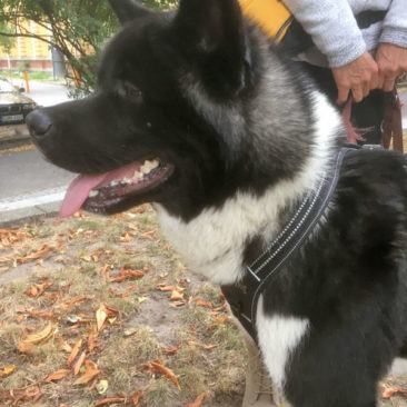 Hundetrainer Stefan Thal - "Pizarro" - 2