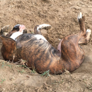 Hundetrainer Stefan Thal - "Peppi" - 4