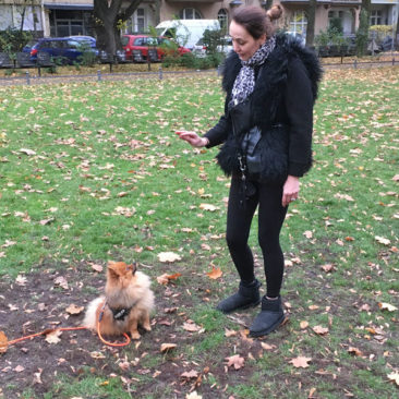 Hundetrainer Stefan Thal - "Gismo" - 4
