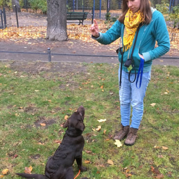 Hundetrainer Stefan Thal - "Bruno" - 12