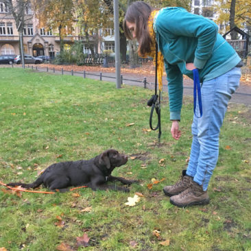 Hundetrainer Stefan Thal - "Bruno" - 11