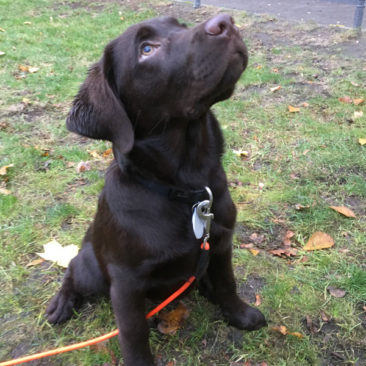 Hundetrainer Stefan Thal - "Bruno" - 10