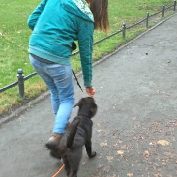 Hundetrainer Stefan Thal - "Bruno" - 8