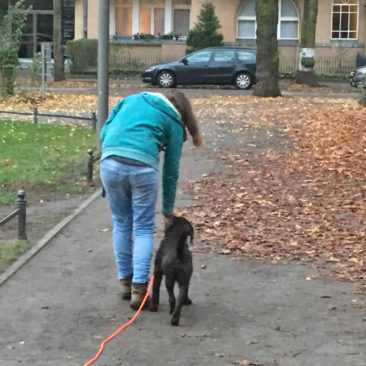Hundetrainer Stefan Thal - "Bruno" - 7