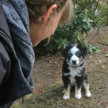 Hundetrainer Stefan Thal - "Bayou" - 8