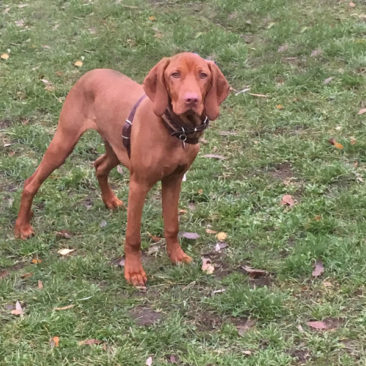 Hundetrainer Stefan Thal - "Einstein" - 3