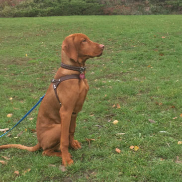 Hundetrainer Stefan Thal - "Einstein" - 2