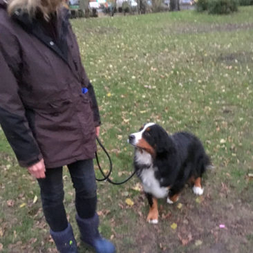 Hundetrainer Stefan Thal - "Angel" - 1