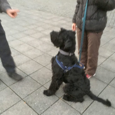 Hundetrainer Stefan Thal - "Danny" - 1