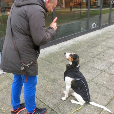 Hundetrainer Stefan Thal - "Julius" - 3