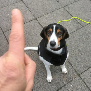 Hundetrainer Stefan Thal - "Julius" - 2