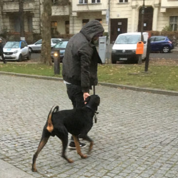 Hundetrainer Stefan Thal - "Drogo" - 5