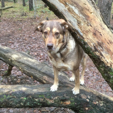 Hundetrainer Stefan Thal - "Ronja" - 2