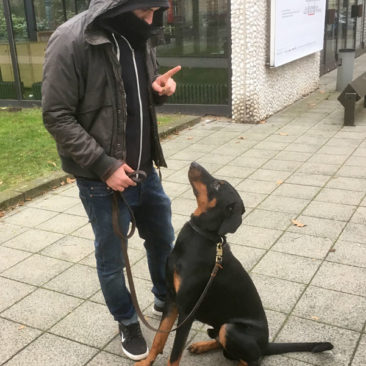 Hundetrainer Stefan Thal - Junghundekurs- "Drogo" - 2