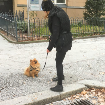 Hundetrainer Stefan Thal - "Gismo" - 7