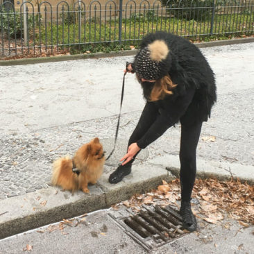 Hundetrainer Stefan Thal - "Gismo" - 5