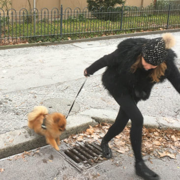 Hundetrainer Stefan Thal - "Gismo" - 6