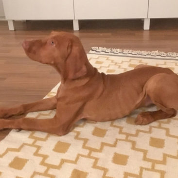 Hundetrainer Stefan Thal - "Nala-Vizsla" - 3