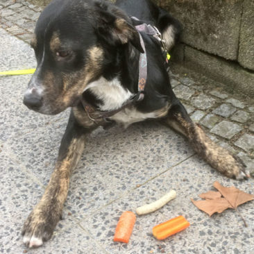 Hundetrainer Stefan Thal - "Scuby" - 4