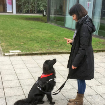 Hundetrainer Stefan Thal - Gallagher - 1