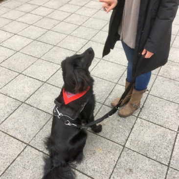 Hundetrainer Stefan Thal - Gallagher - 5