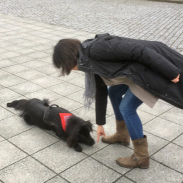 Hundetrainer Stefan Thal - Gallagher - 2