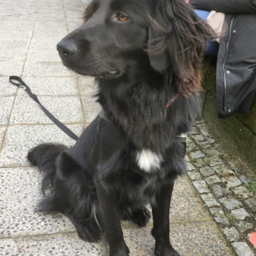 Hundetrainer Stefan Thal - Gallagher - 4