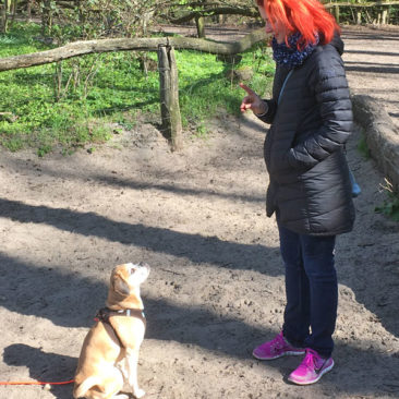 Hundetrainer Stefan Thal - "Lilly-2" - 4