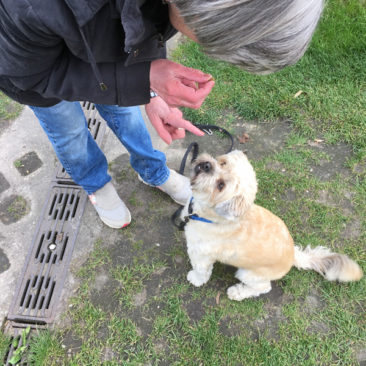 Hundetrainer Stefan Thal - Benni - 2