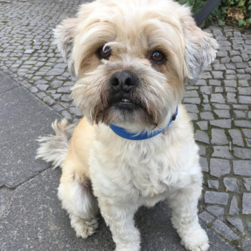 Hundetrainer Stefan Thal - Benni - 4