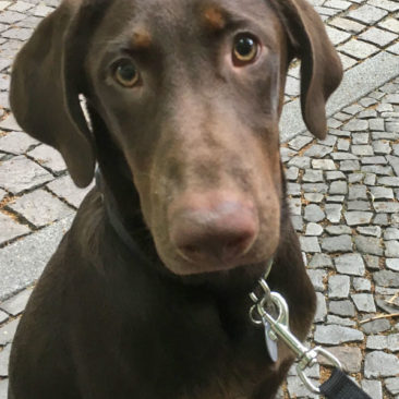 Hundetrainer Stefan Thal - "Mozzie" - 1