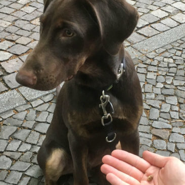 Hundetrainer Stefan Thal - "Mozzie" - 2