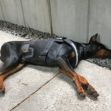 Hundetrainer Stefan Thal - Sven - 16