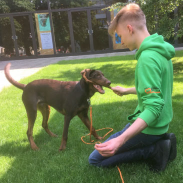 Hundetrainer Stefan Thal - "Mozzie" - 3