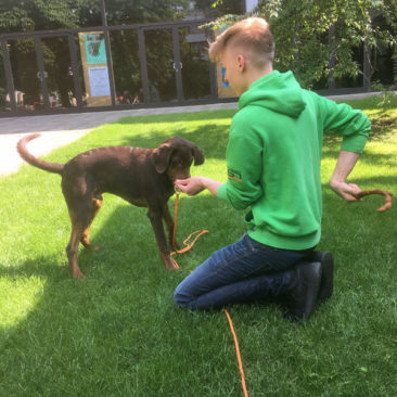 Hundetrainer Stefan Thal - "Mozzie" - 4