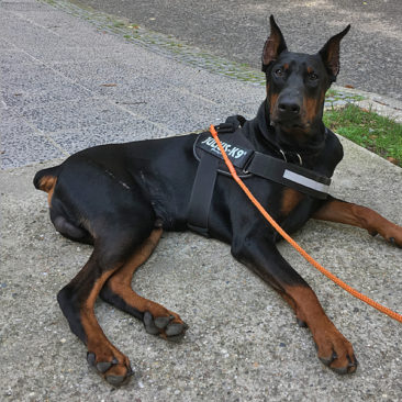 Hundetrainer Stefan Thal - Sven - 10