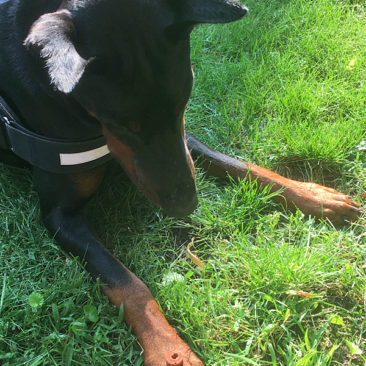 Hundetrainer Stefan Thal - Sven - 1