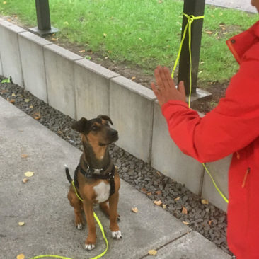 Hundetrainer Stefan Thal - "Gaïa" - 2